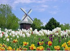 荷蘭市場投資攻略，外國人如何注冊公司？